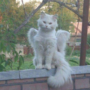 Meet your Posher, Georgina